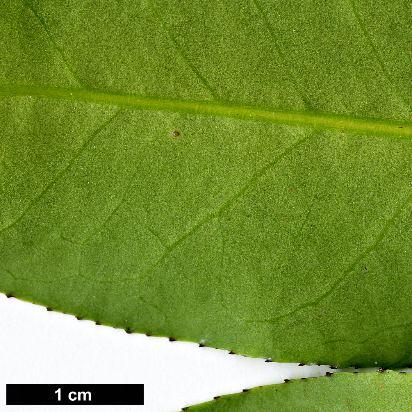 High resolution image: Family: Aquifoliaceae - Genus: Ilex - Taxon: fargesii - SpeciesSub: subsp. melanotricha
